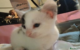Chausie cats for sale: 2 females  - Image 4