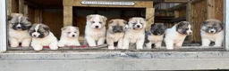Mixed Breed dogs for sale: Stunning Akita puppies big fluffy family raised ❤️ - Advert 7
