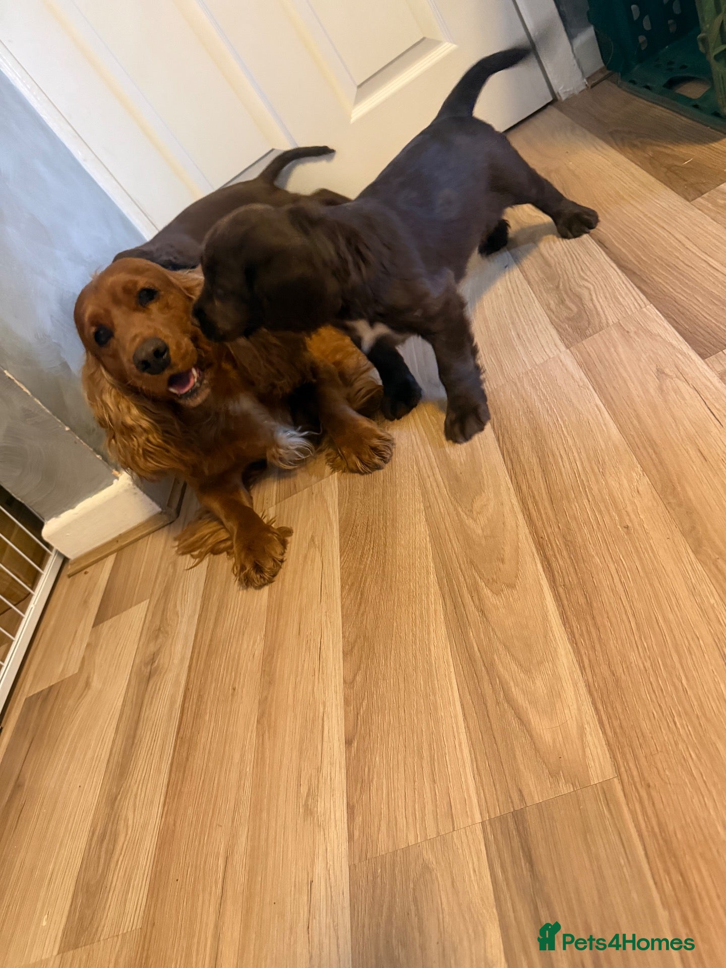 Cocker Spaniel dogs Beautiful show type cocker spaniel puppies - Advert 2