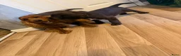 Cocker Spaniel dogs for sale: Beautiful show type cocker spaniel puppies in Worksop - Advert 2