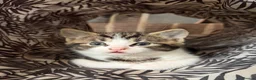 Mixed Breed cats for sale: Two beautiful kittens looking for their new homes in Newquay - Advert 5