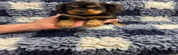 Cavalier King Charles Spaniel dogs for sale: Cavalier King Charles puppies  - Advert 14