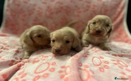 Miniature Dachshund dogs for sale: Cream Luxury Long-Haired Dachshunds - Image 2