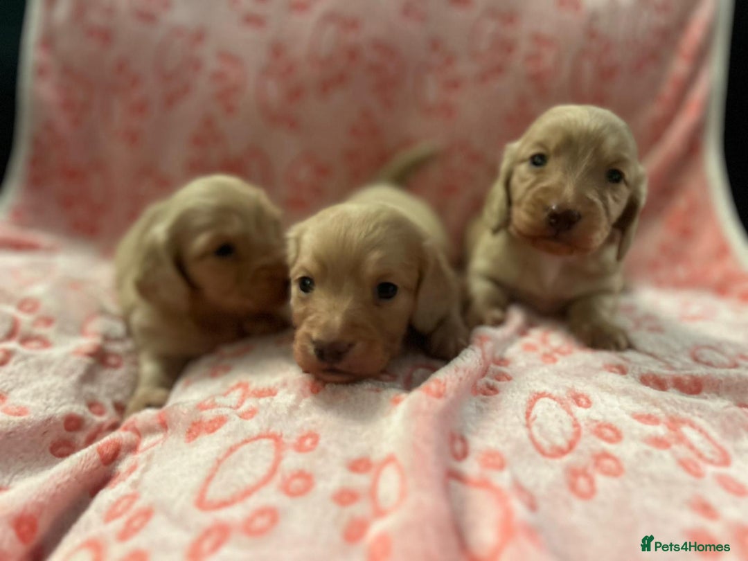 Miniature Dachshund dogs for sale: Cream Luxury Long-Haired Dachshunds - Image 2