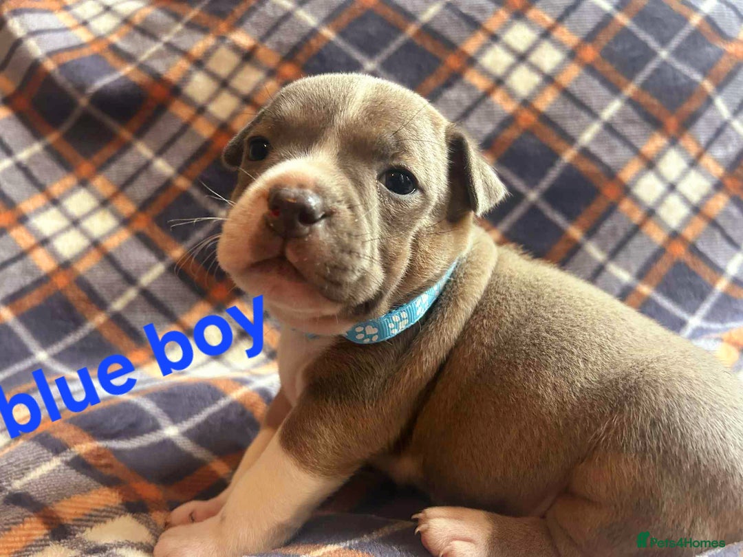 Staffordshire Bull Terrier dogs for sale: Red little one ❤️ - Image 12