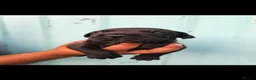 Presa Canario dogs for sale: Presa canario puppies in Solihull - Advert 12