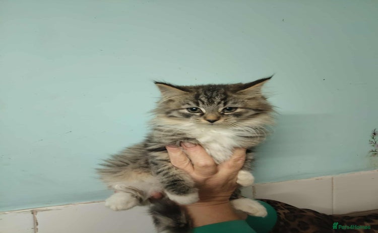 Mixed Breed cats - Advert 6