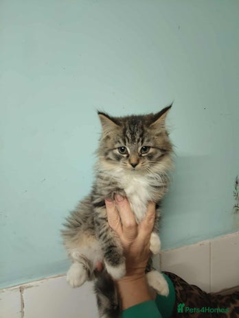 Mixed Breed cats - Advert 6