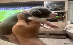 Whippet dogs for sale: Rare colours full pedigree KC Reg whippet pups  - Image 16