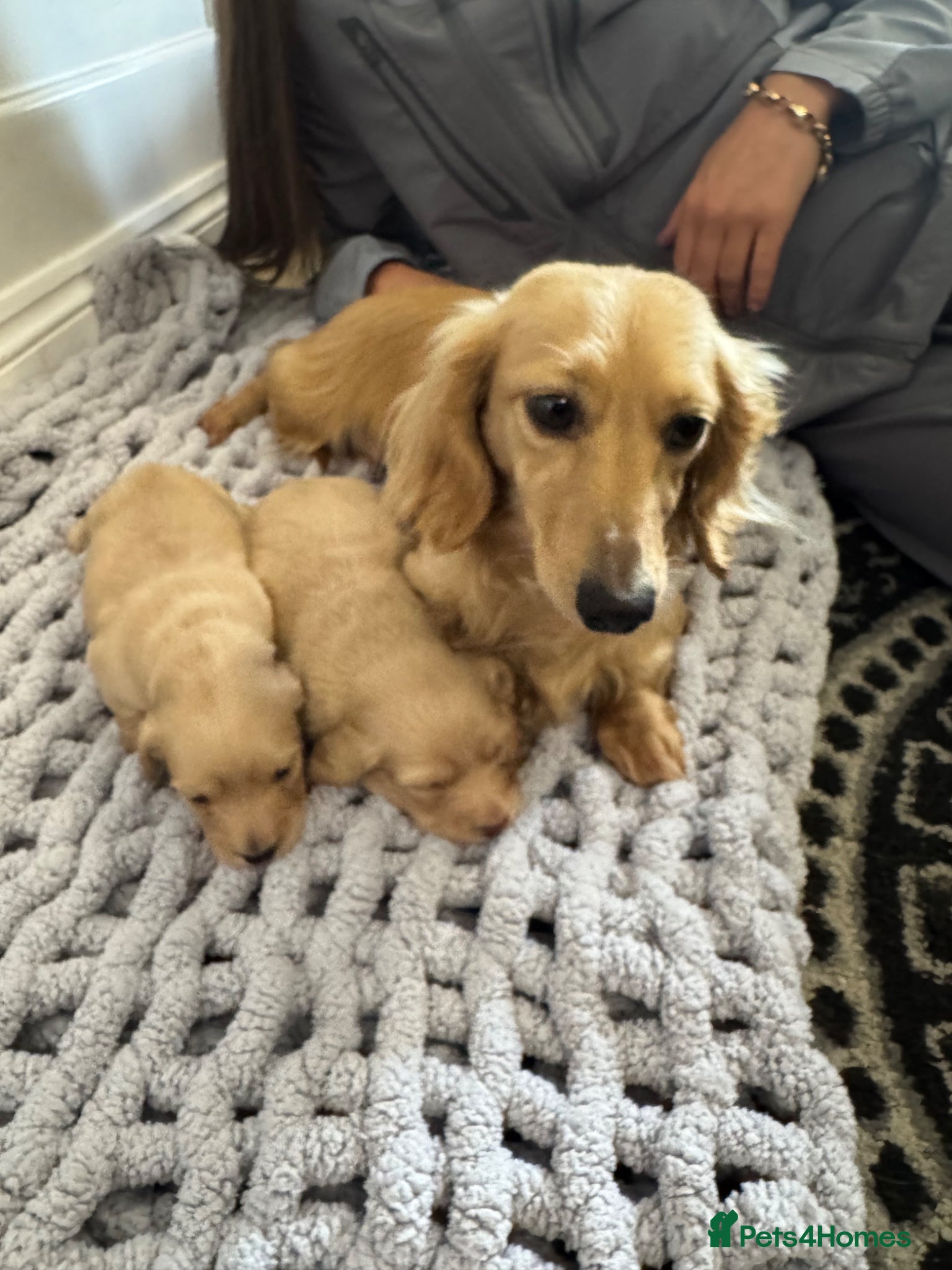Miniature Dachshund dogs Cream long haired miniature dachshund puppies  - Advert 4
