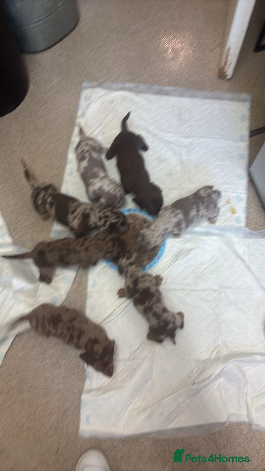 Dachshund dogs for sale: daschound puppies  in Walsall - Advert 2