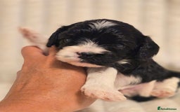 Cavapoo dogs for sale: Adorable Cavapoo Pups fully health tested parents - Image 5