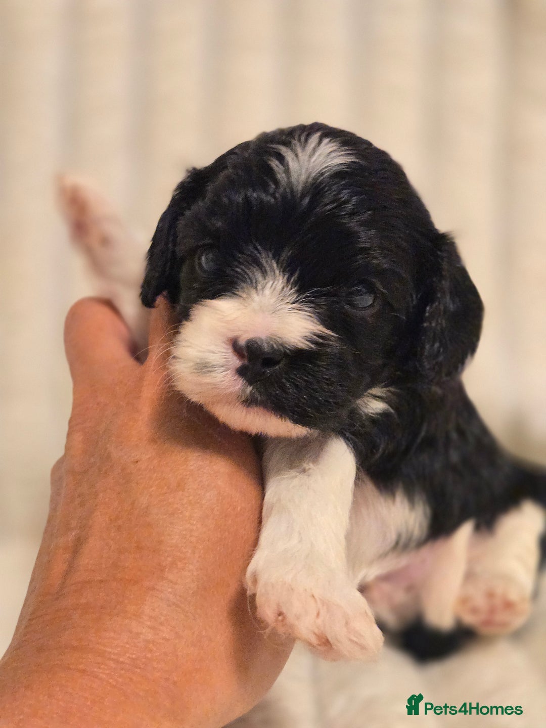 Cavapoo dogs for sale: Adorable Cavapoo Pups fully health tested parents - Image 5