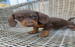 Miniature Dachshund dogs for sale: Miniature Dachshund Girls - Image 8