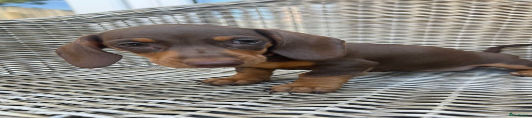 Miniature Dachshund Puppy 6