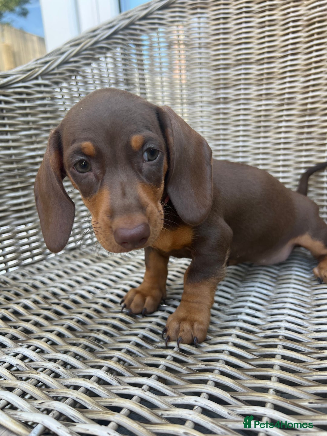 Miniature Dachshund dogs for sale: Miniature Dachshund Girls - Image 8