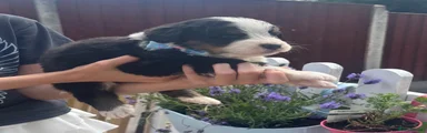 Bernese Mountain Dog 3
