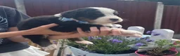 Bernese Mountain Dog dogs for sale: Beautiful Bernese Mountain Dog Puppies 7Girls 1Boy - Advert 10