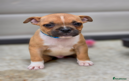 Staffordshire Bull Terrier dogs for sale: !READY NOW! KC Reg Quality Red Staffy Puppies  - Image 19