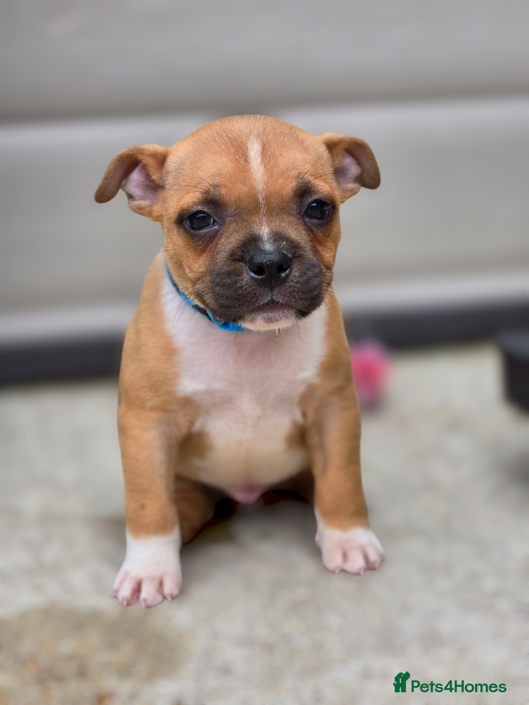 Staffordshire Bull Terrier dogs for sale: !READY NOW! KC Reg Quality Red Staffy Puppies  - Image 19