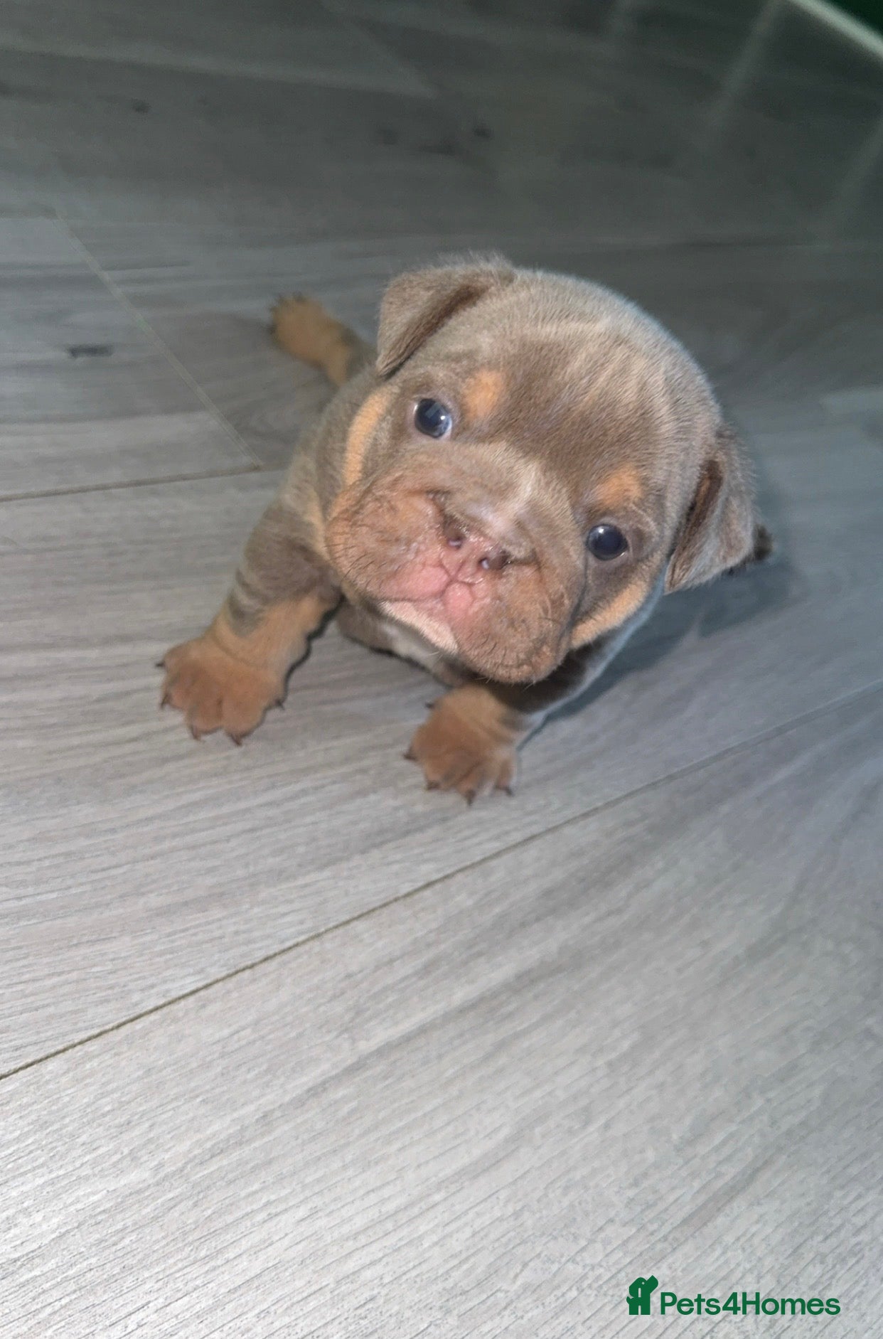 English Bulldog dogs Lilac English bulldog puppies - Advert 16