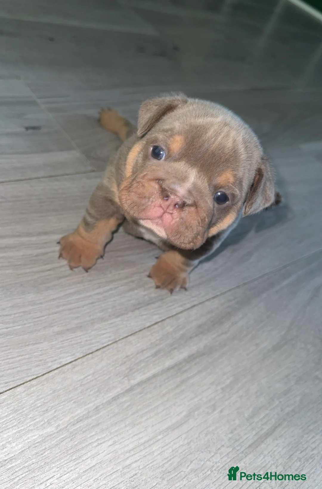 English Bulldog dogs for sale: Lilac English bulldog puppies in Crewe - Advert 1