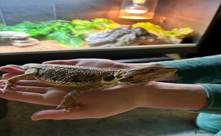 Bearded Dragon reptiles - Advert 1