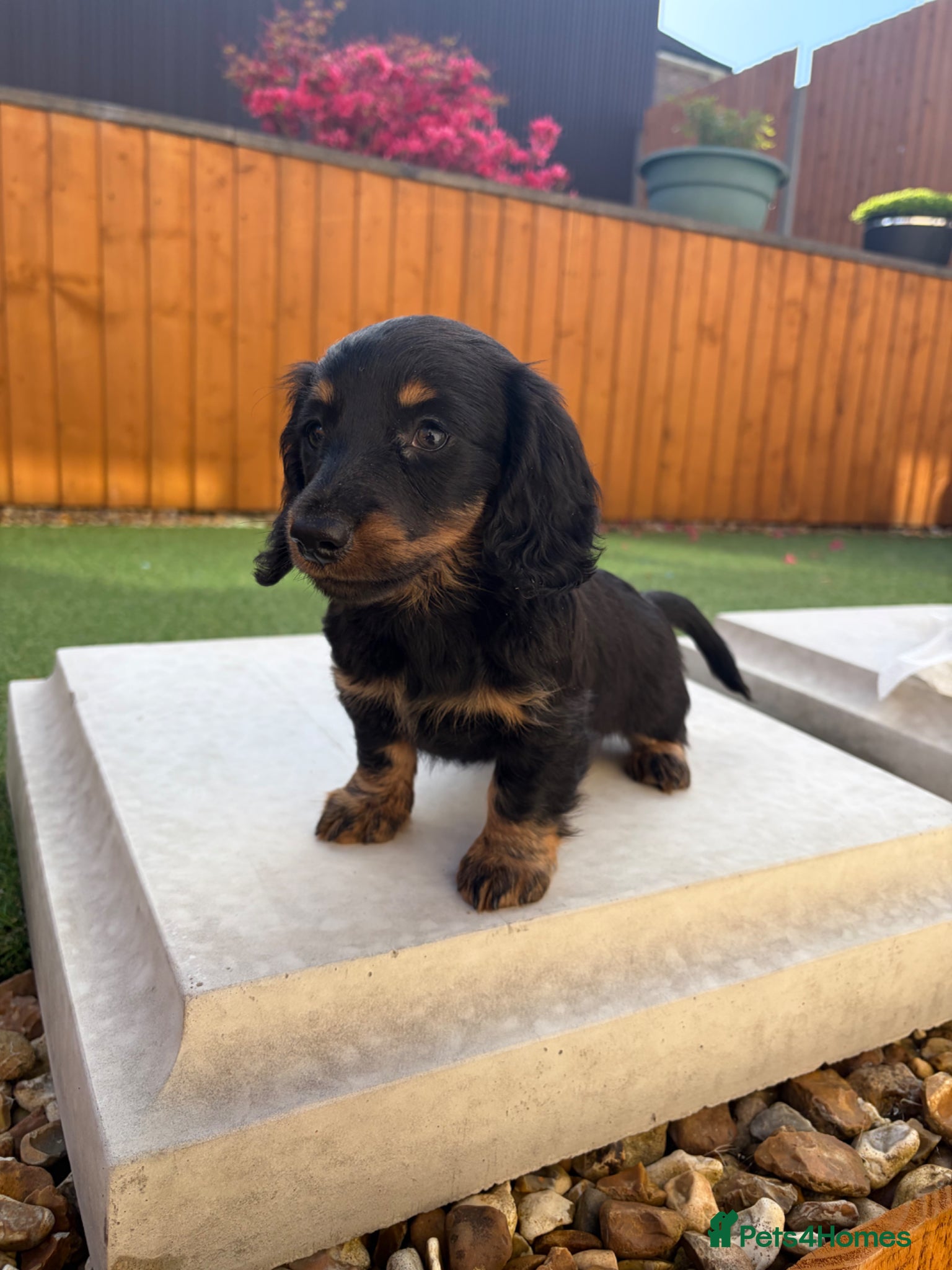 Miniature Dachshund dogs Miniature dachshund puppies - Advert 1