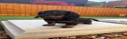 Miniature Dachshund dogs for sale: Miniature dachshund puppies - Advert 15