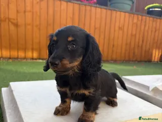 Miniature Dachshund dogs Miniature dachshund puppies - Advert 1