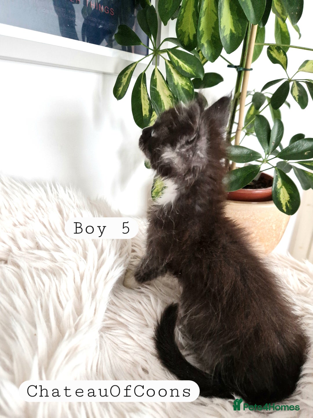 Maine Coon cats for sale: Stunning Black Smoke Registred Maine Coon Kittens - Image 24