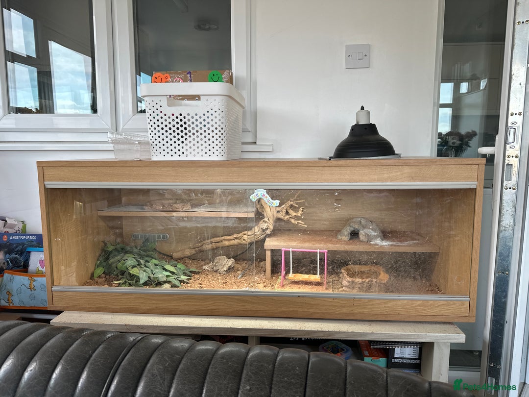 Bearded Dragon reptiles for sale: Rankins dragon and set up  in Mansfield - Image 2