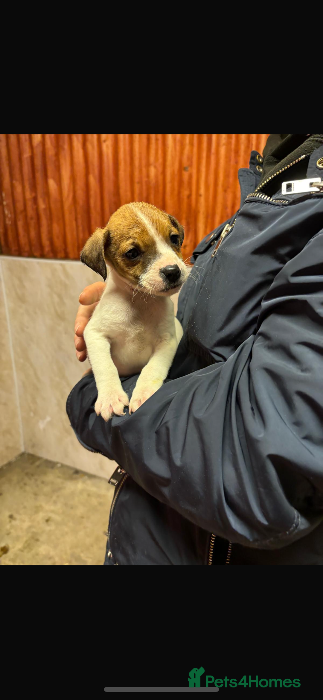 Jack Russell dogs for sale: Jack Russell puppy’s ready to go  - Advert 7