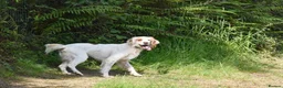 English Setter dogs for adoption: Parchi (Lucas) in Chesterfield - Advert 6