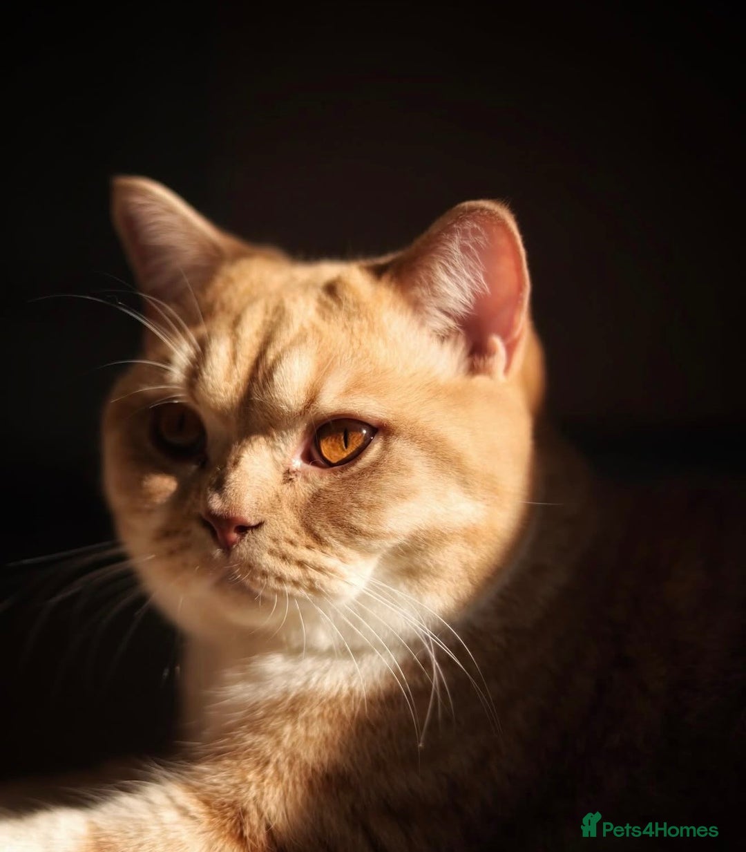 British Shorthair cats for sale: Beautiful British Shorthair Boy - Advert 1