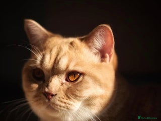 British Shorthair cats Beautiful British Shorthair Boy - Advert 3