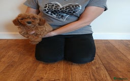 Labradoodle dogs for sale: Labradoodle puppies  - Image 2