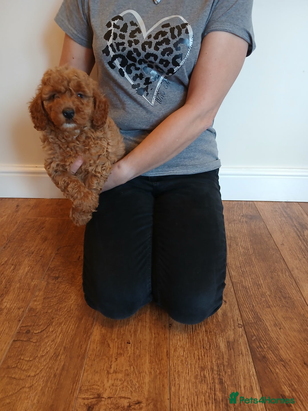 Labradoodle dogs for sale: Labradoodle puppies  - Image 2