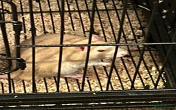 Rat rodents for sale: 2 male rats for sale - Advert 5