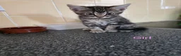 Mixed Breed cats for sale: Kittens looking for their forever homes - Advert 18