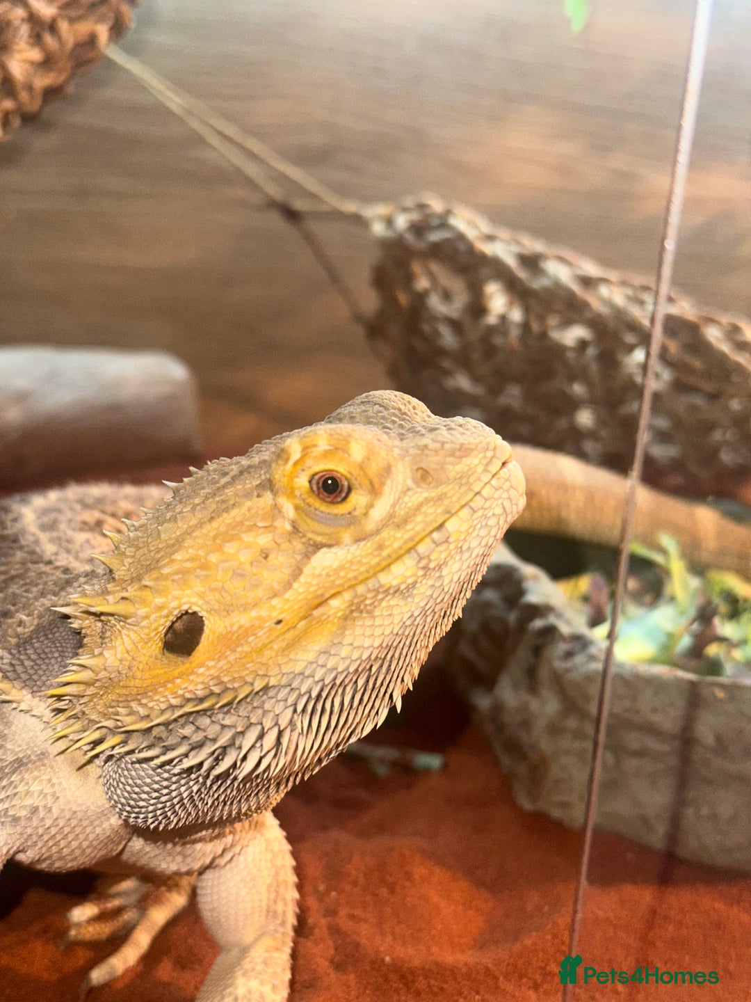Bearded Dragon reptiles for sale: Bearded dragon boy names Loki the lizard  - Image 8
