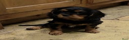 Cavalier King Charles Spaniel dogs for sale: KC Registered Cavalier King Charles Spaniels - Advert 15