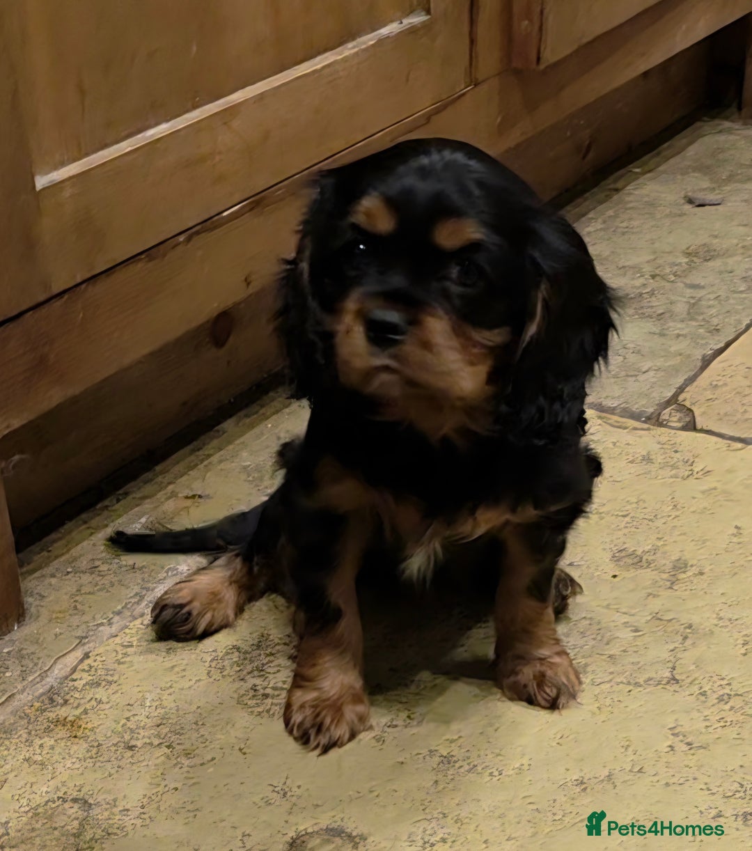 Cavalier King Charles Spaniel dogs for sale: KC Registered Cavalier King Charles Spaniels - Advert 15