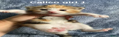 Calico girl 1