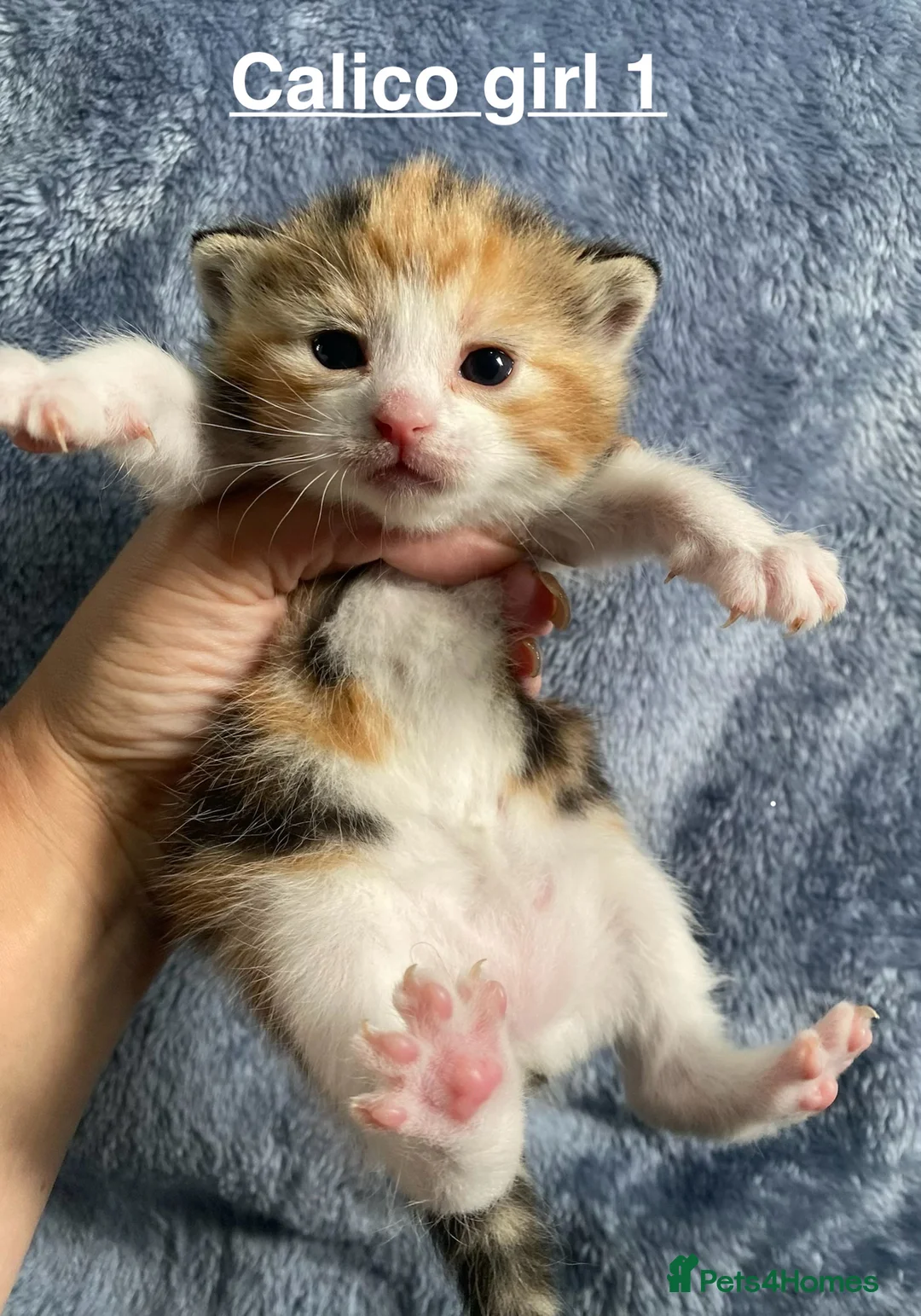 American Shorthair cats for sale: Beautiful litter  - Advert 2