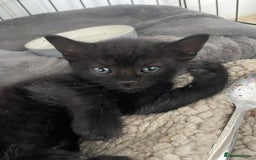 Domestic Shorthair cats for sale: Mixed colour kittens  - Image 7