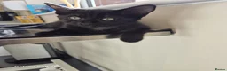 British Shorthair cats for sale: Three female kittens - Advert 7