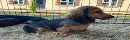 Miniature Dachshund dogs for sale: Kc registered miniature longhaired dachshunds   - Advert 3
