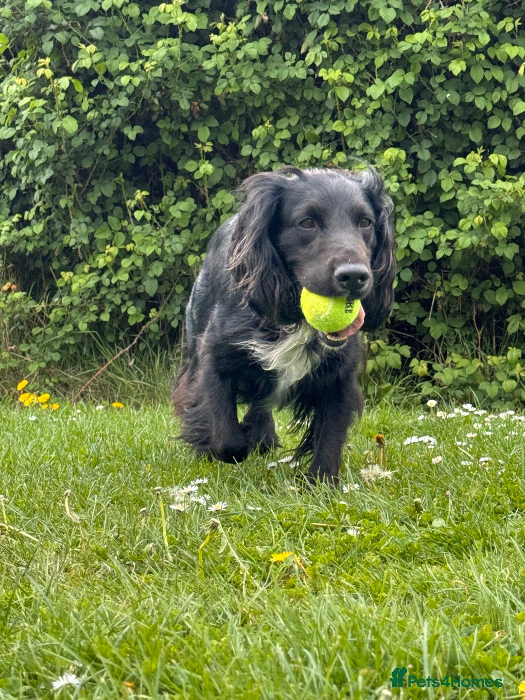 Cocker Spaniel dogs for stud: Kc  working cocker available for stud duties - Advert 7