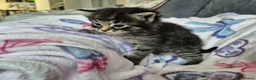 British Longhair cats for sale: 3 gorgeous kittens for sale  - Advert 2